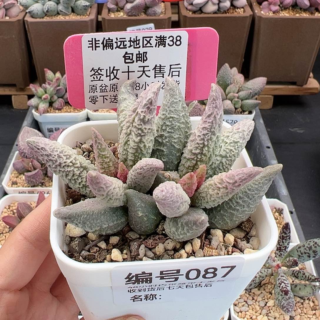 087融化纹冰淇淋多肉