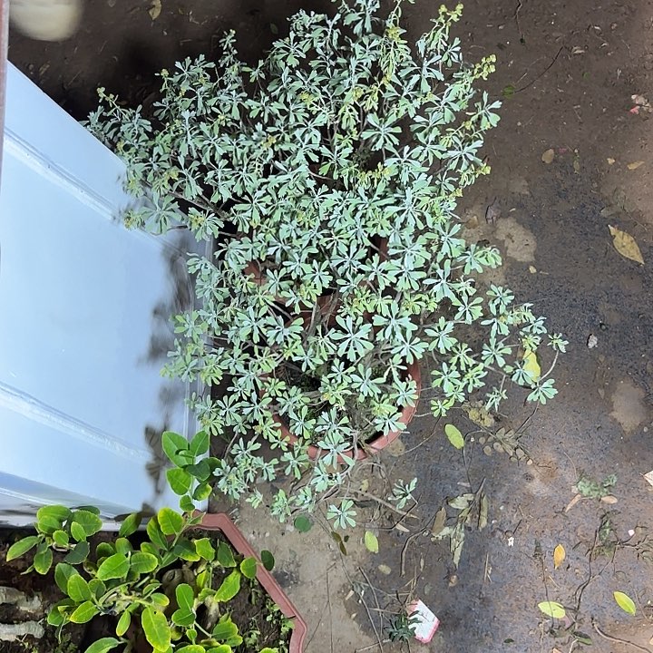 诗***方无花朵带土球发货