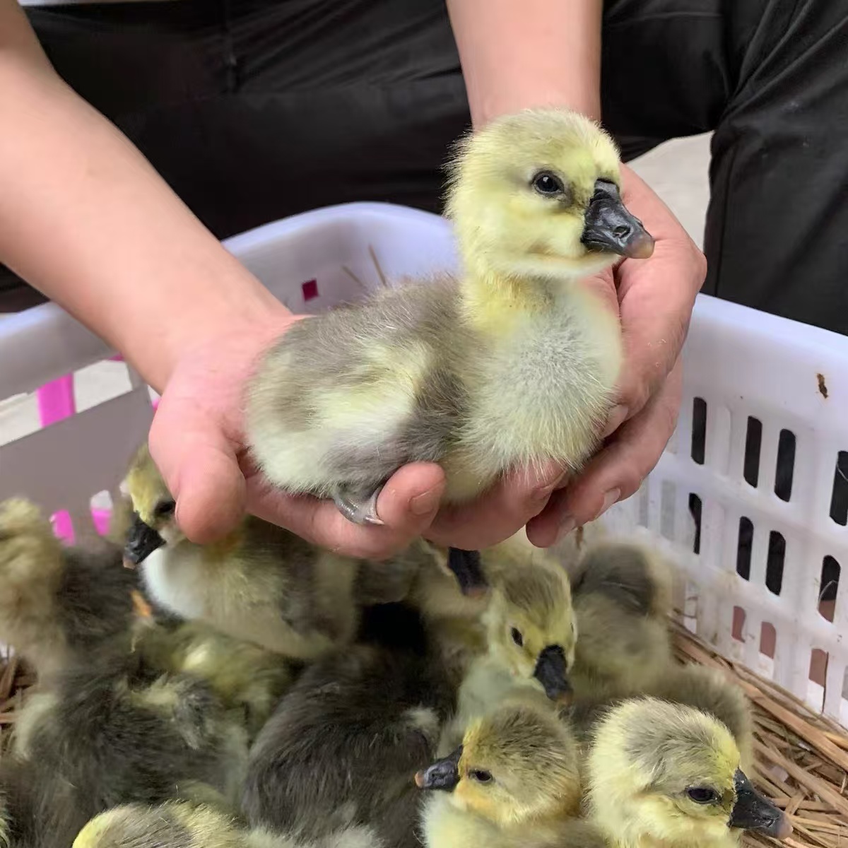 【狮头】大品种娥活体宠物包邮