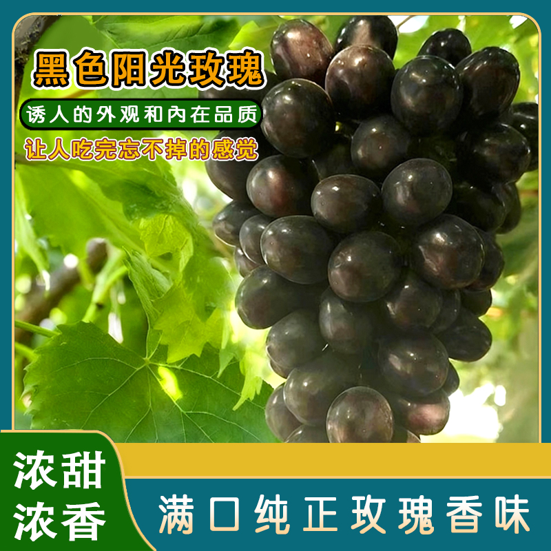 黑色阳光玫瑰苗/浓甜浓香纯正玫瑰香/抗病丰产含糖高香味独特易种