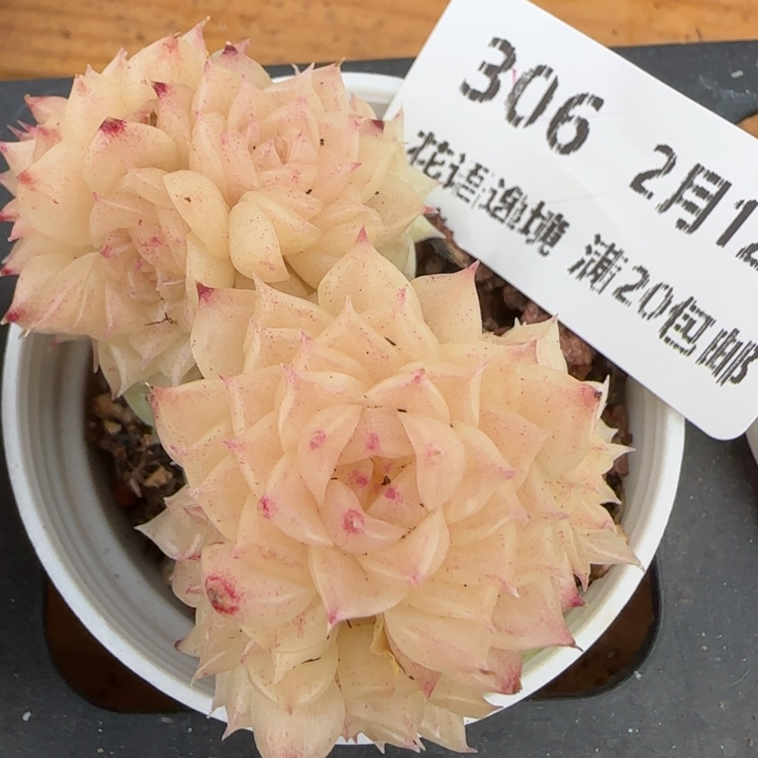 花语逸境0212-306