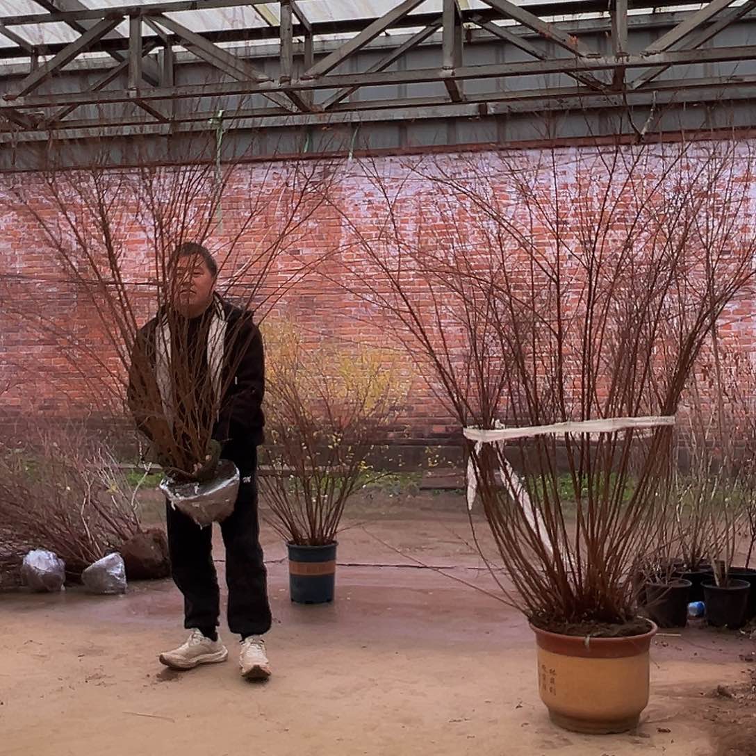 完全开放白色重瓣，粉色喷雪花