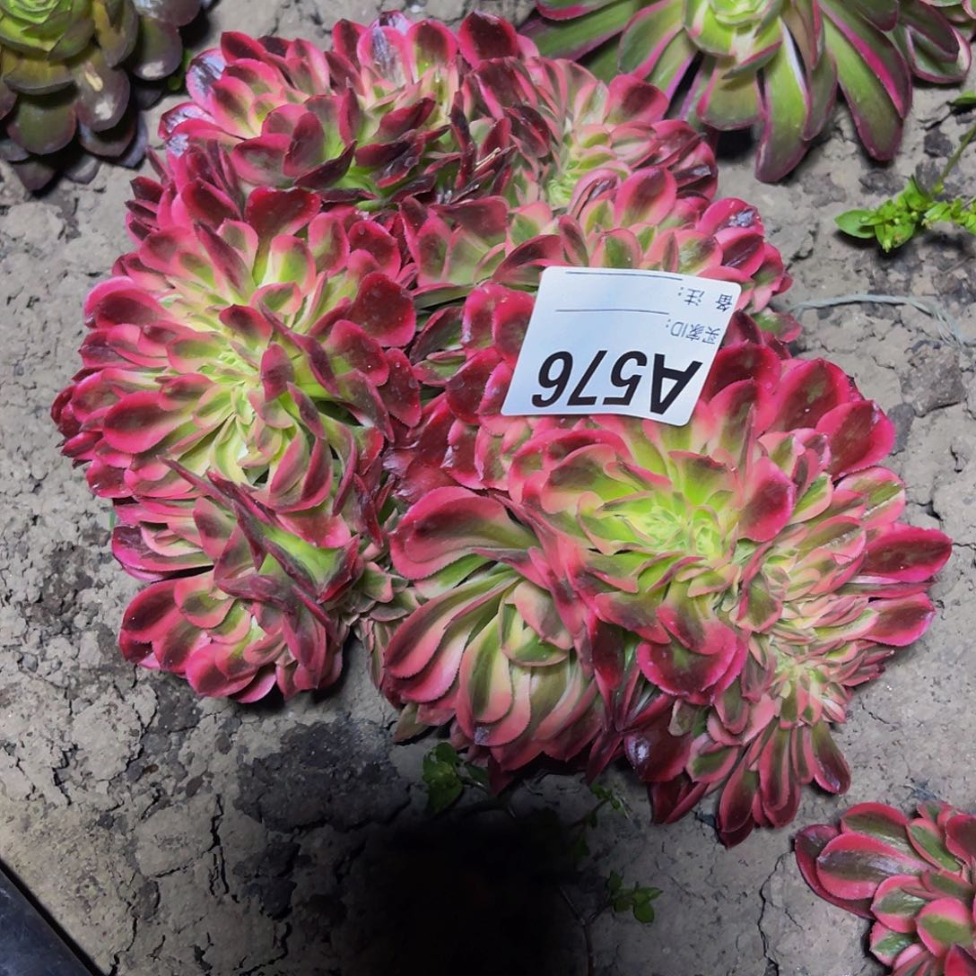 香妃法师32-29包邮