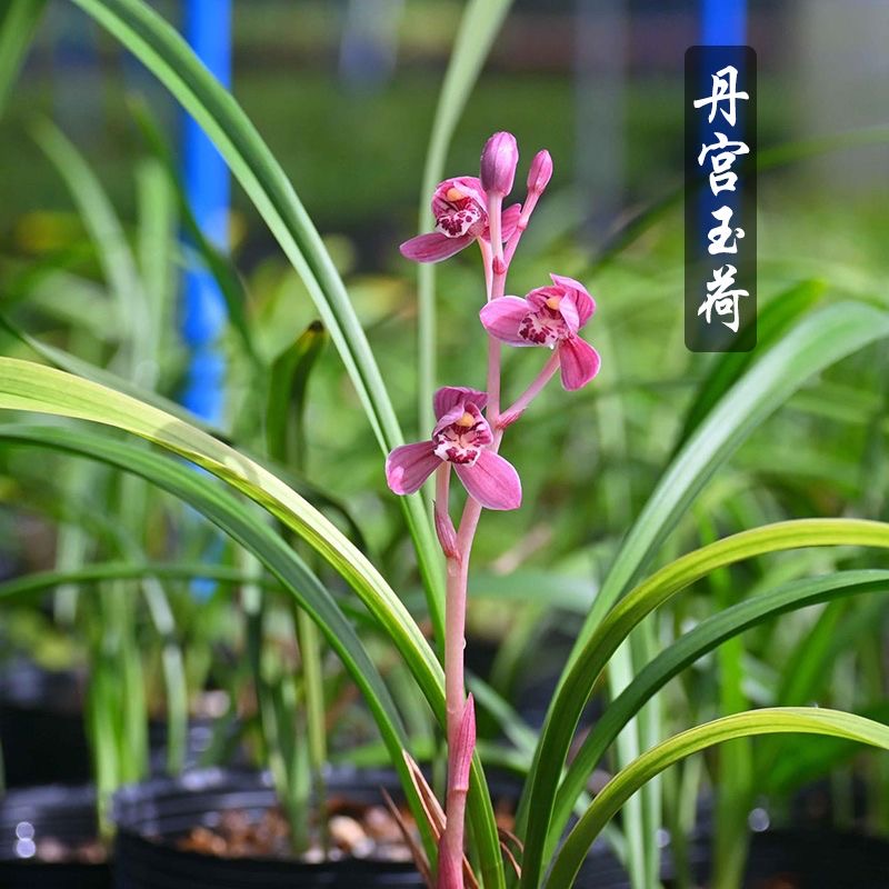 兰花苗建兰丹宫玉荷四季兰名贵兰花盆栽花卉植物