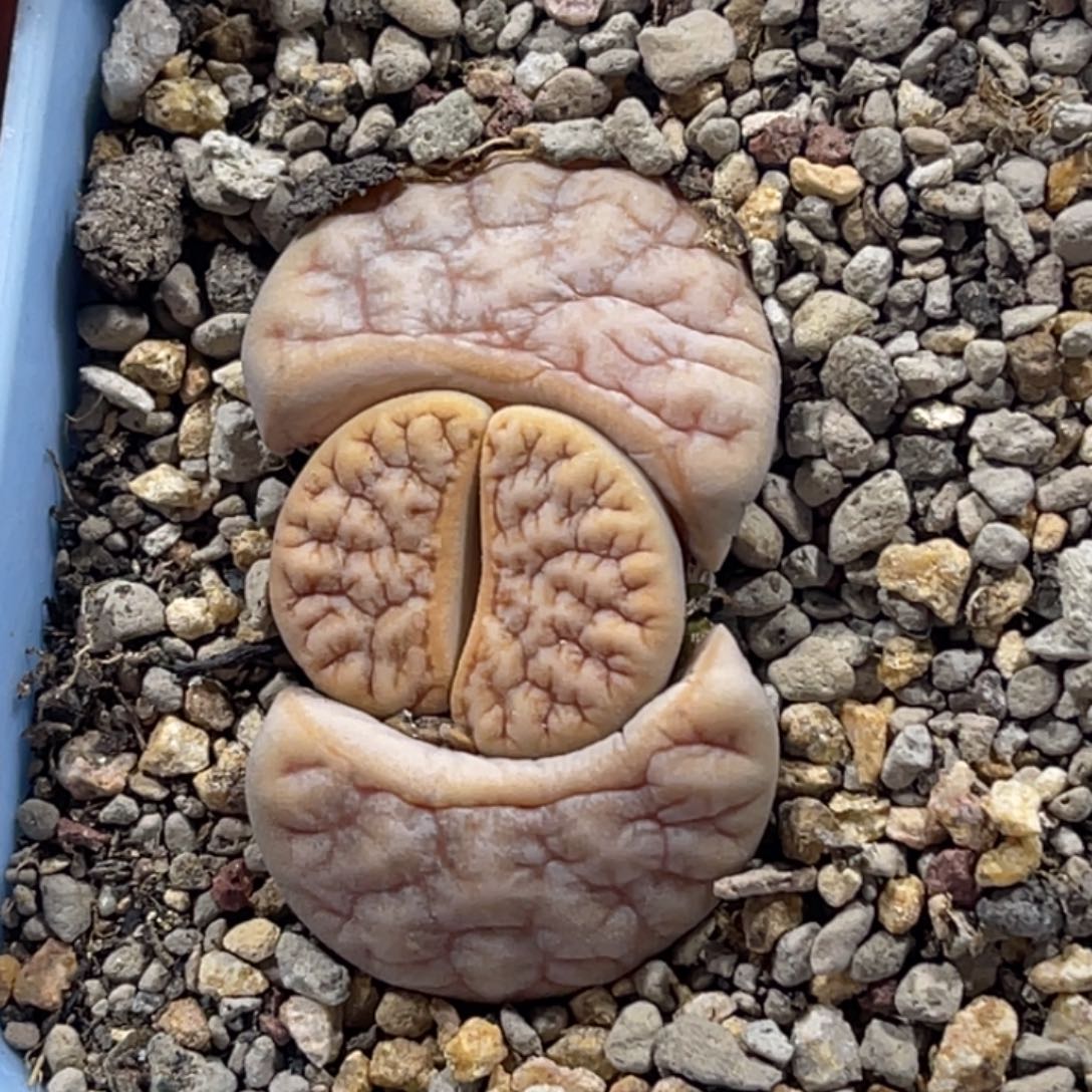 7576拿铁凹凸睫毛