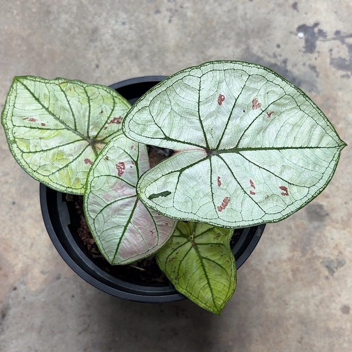 29-0307珠光草莓彩叶芋广东多肉