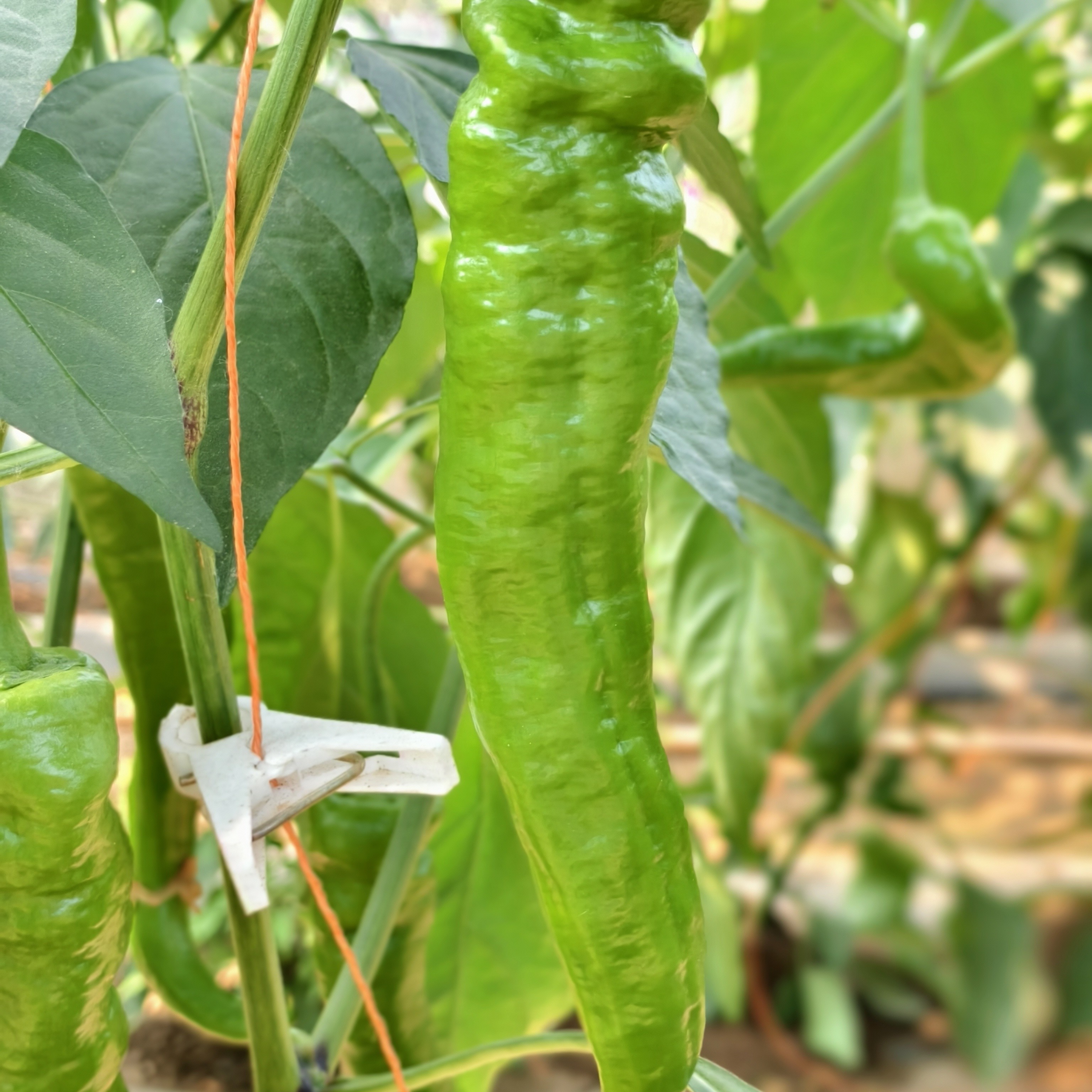 绿养道新鲜辣椒青辣椒尖椒