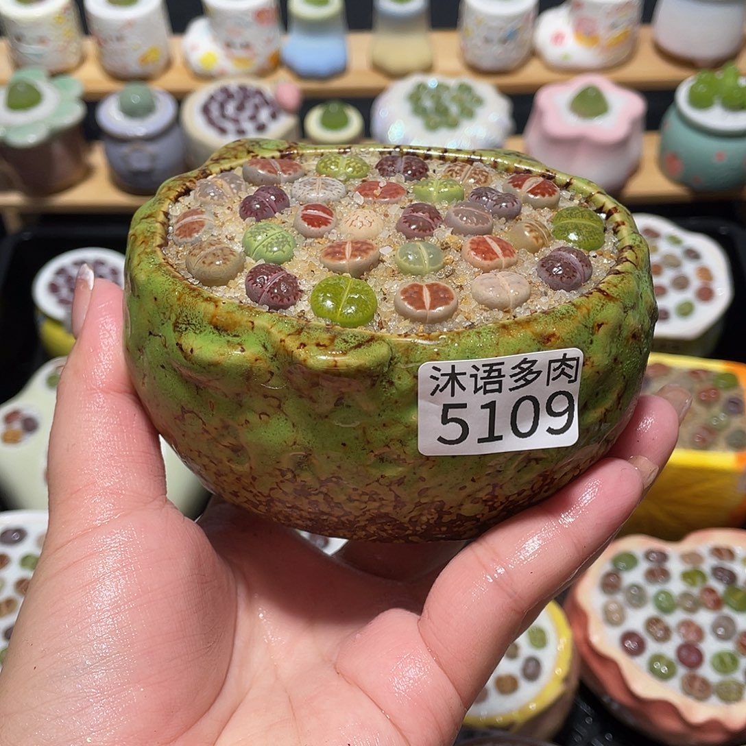 带盆土植物 一物一拍5109