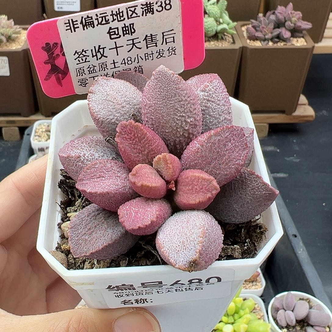 680赛猪肝多肉植物