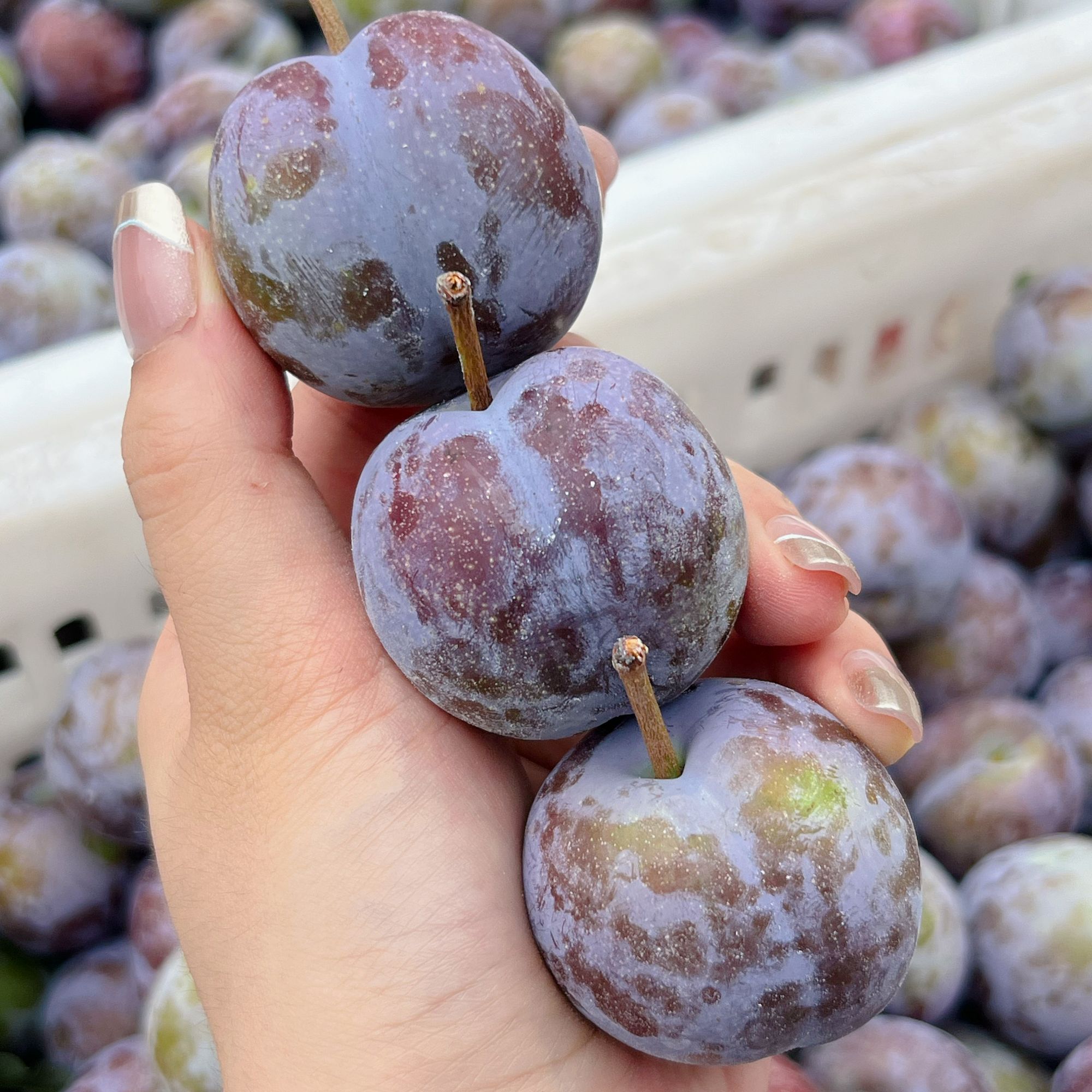 【杨甜甜宠粉专属】四川眉山宝藏李凤凰李 五月脆李 脆甜少酸 李子！四川省