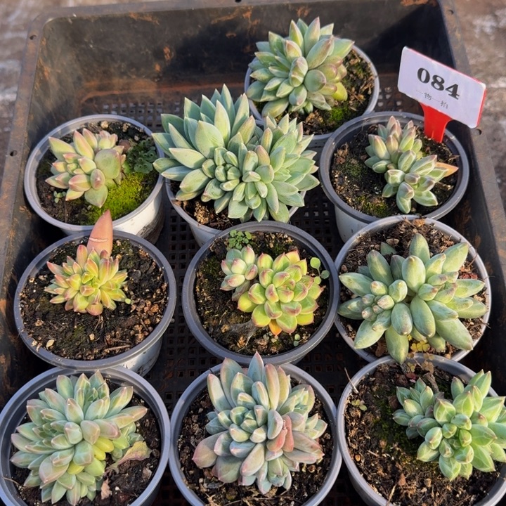 084多肉植物一物一拍