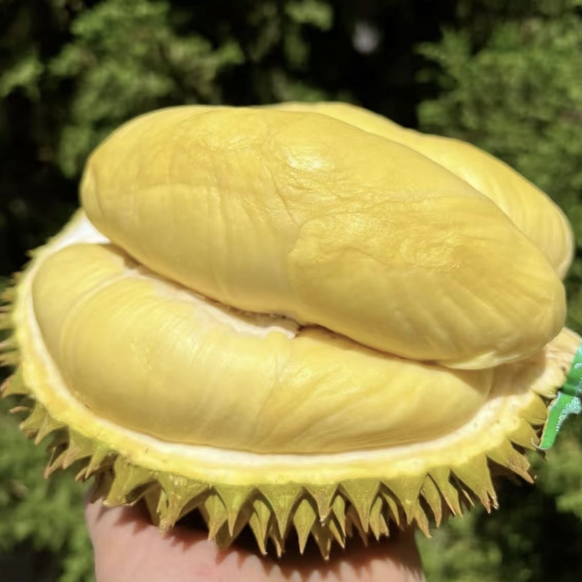 瑕疵金枕榴莲78/个/ 斤纯肉新鲜现开核小肉厚金枕泰国