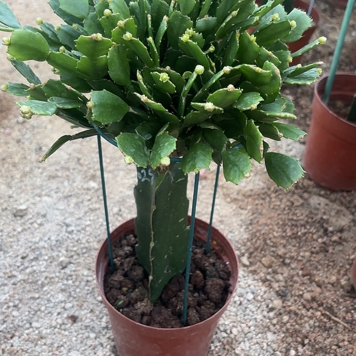 用***9当前无花栽培后可以开花