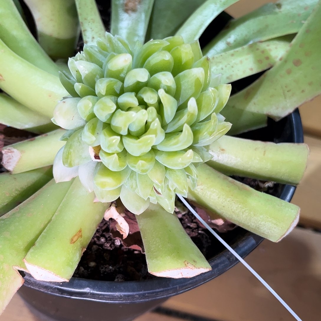 寄养链接的肉肉的