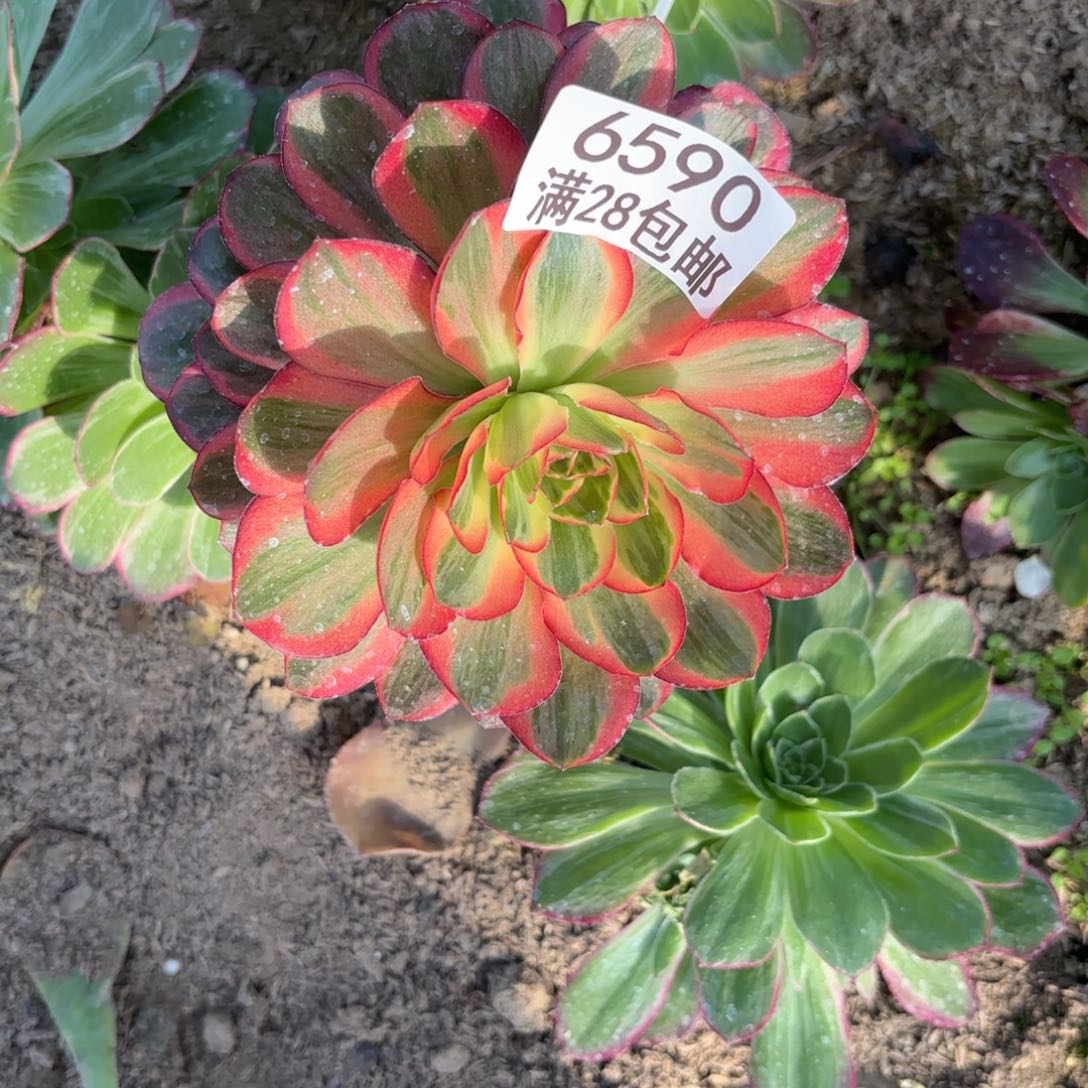 B. 6590美金玫瑰金母本多肉