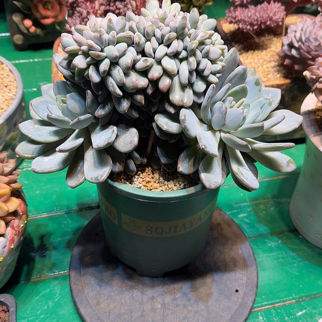 多肉植物多肉植物