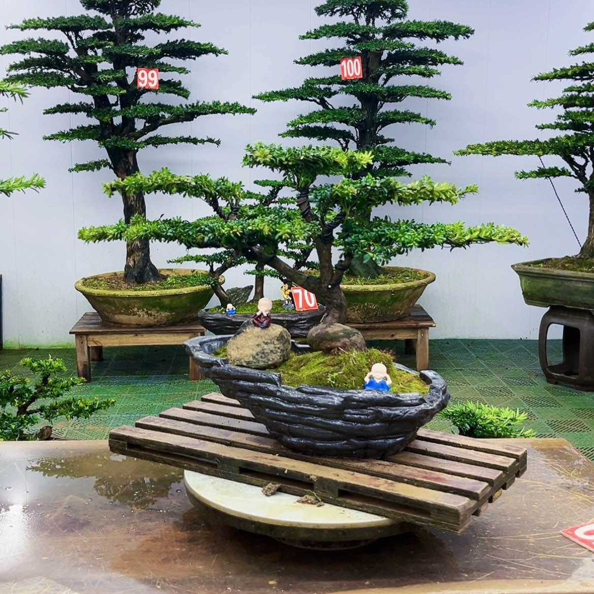 【闪购商品】罗汉松盆景作品赏