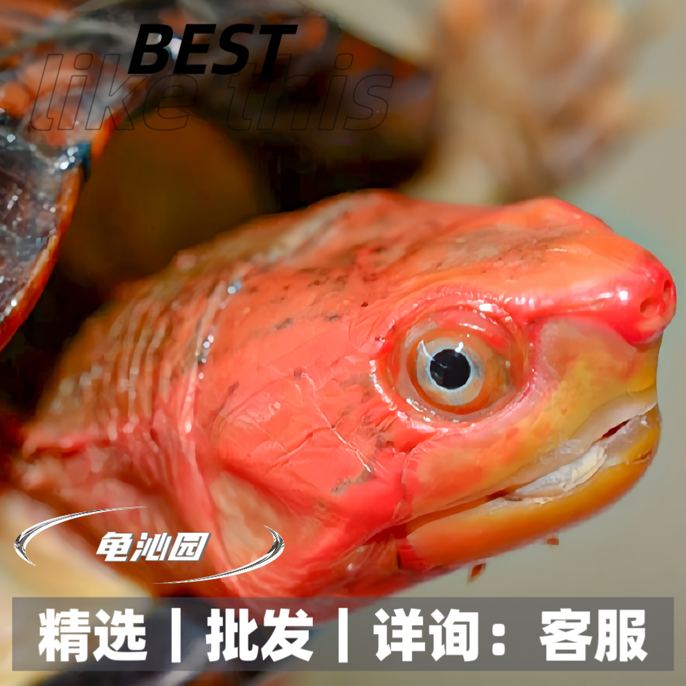 乌龟宠物龟观赏龟蛋龟红面墨西哥麝香头盔剃刀 直播专用闲拍无效