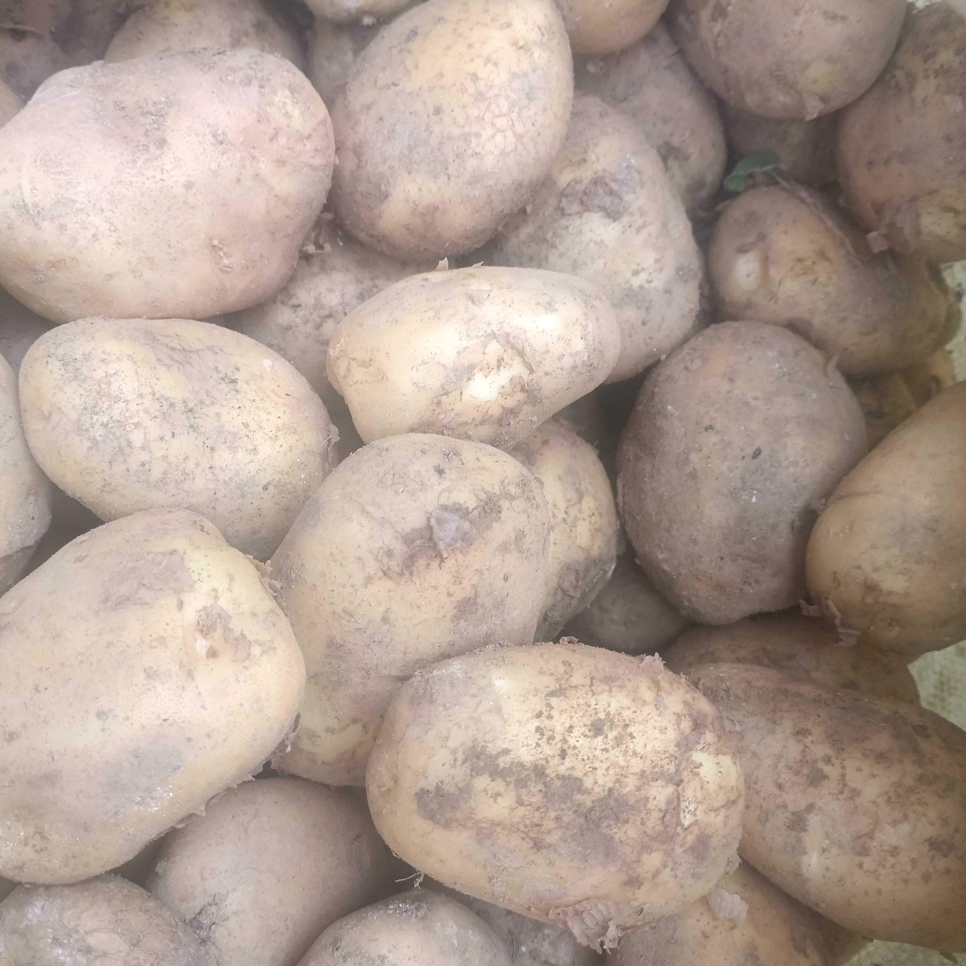 贵州威宁老品种黄心米拉洋芋新鲜现挖农家种植粉糯香