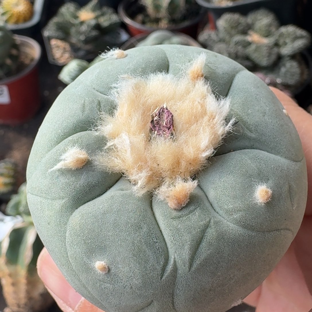 【闪购商品】实生日系大尤鲜萝卜根848