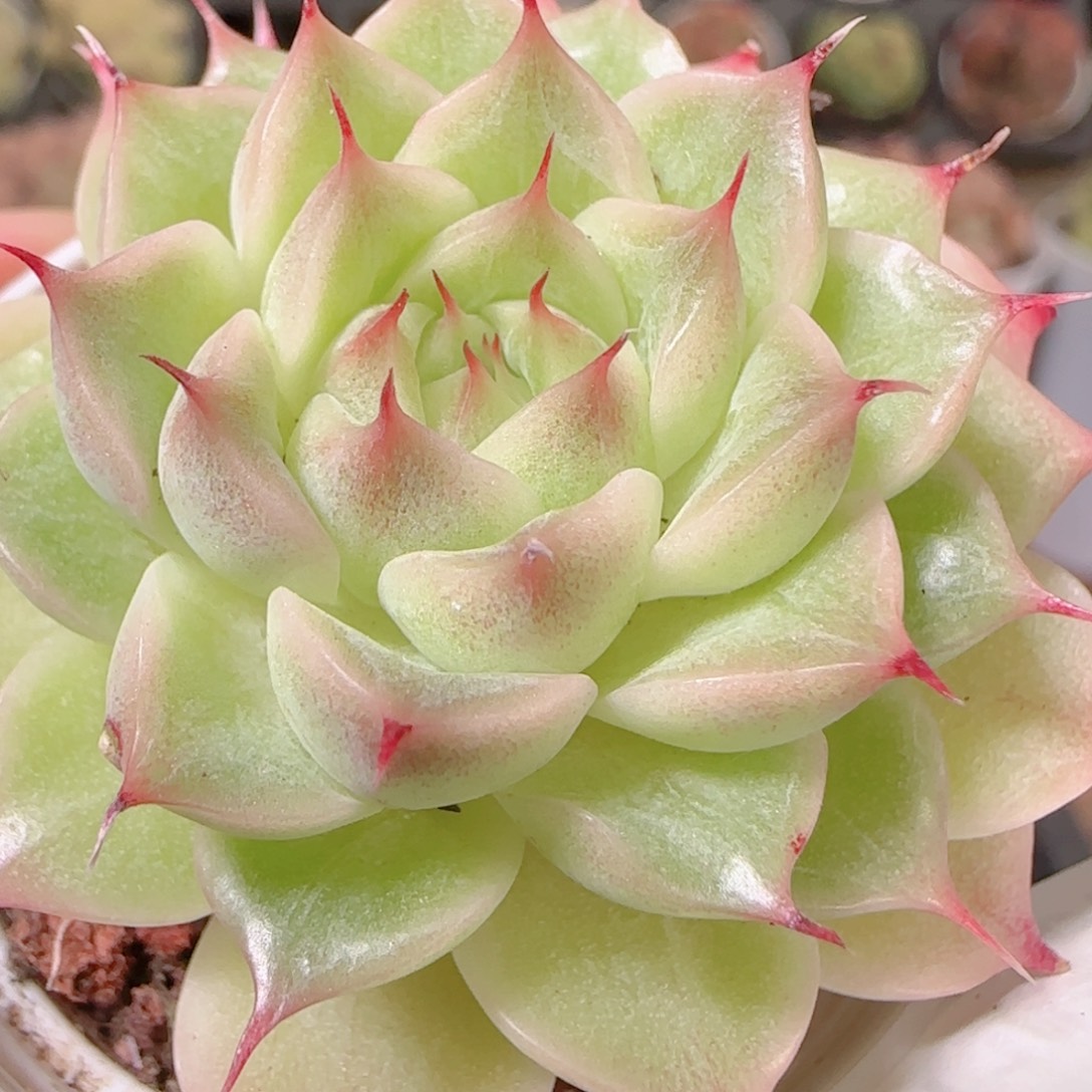 花语逸镜1128-279