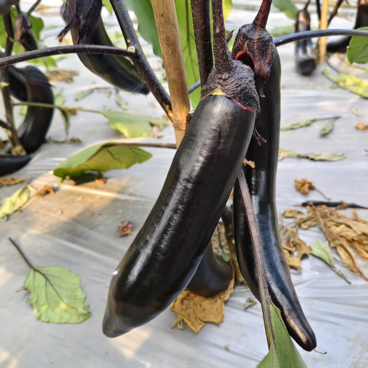 苏北农家自种紫皮茄现摘现发