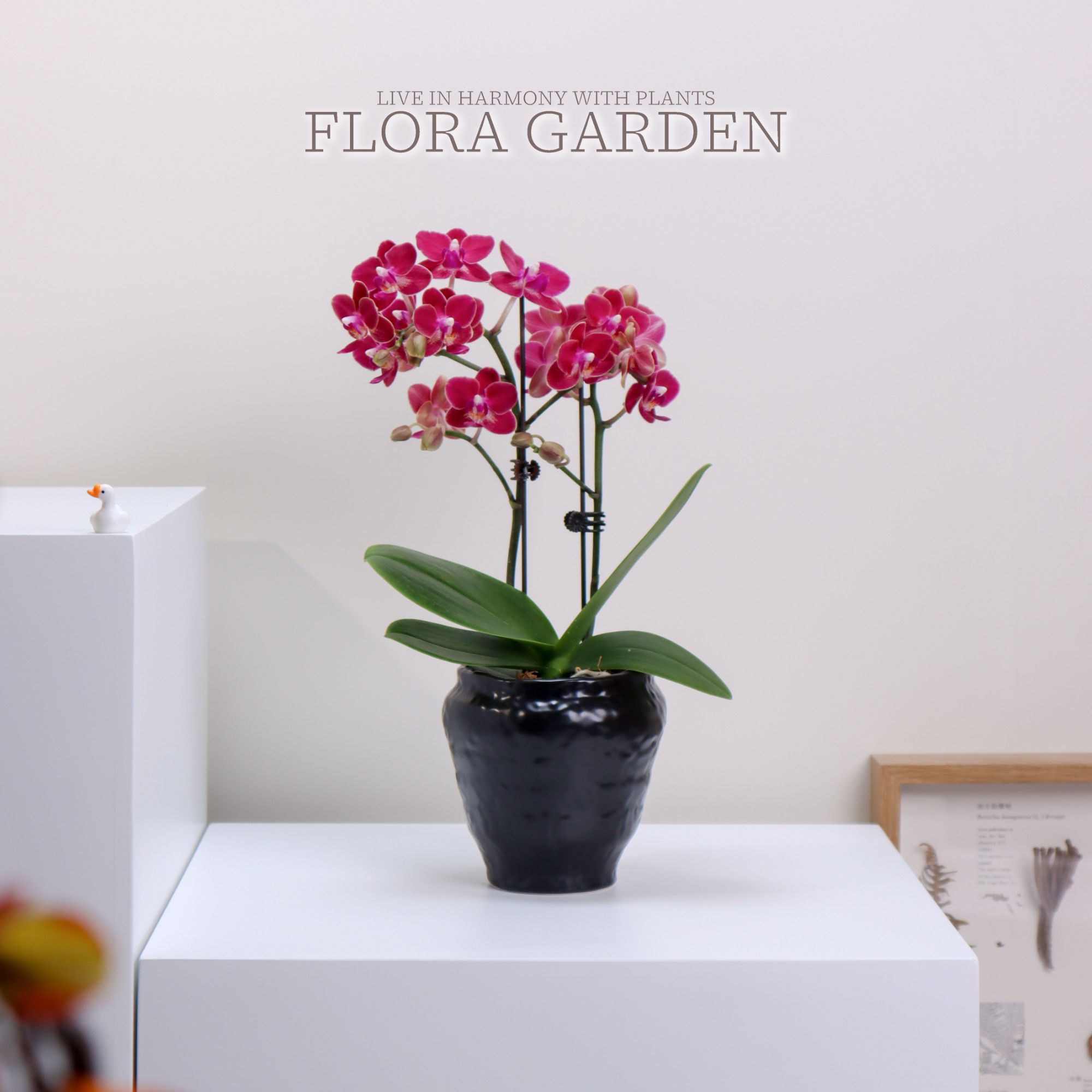 【呆鹅家-蝴蝶兰】甜心公主紫花室内桌面绿植花卉送礼佳品