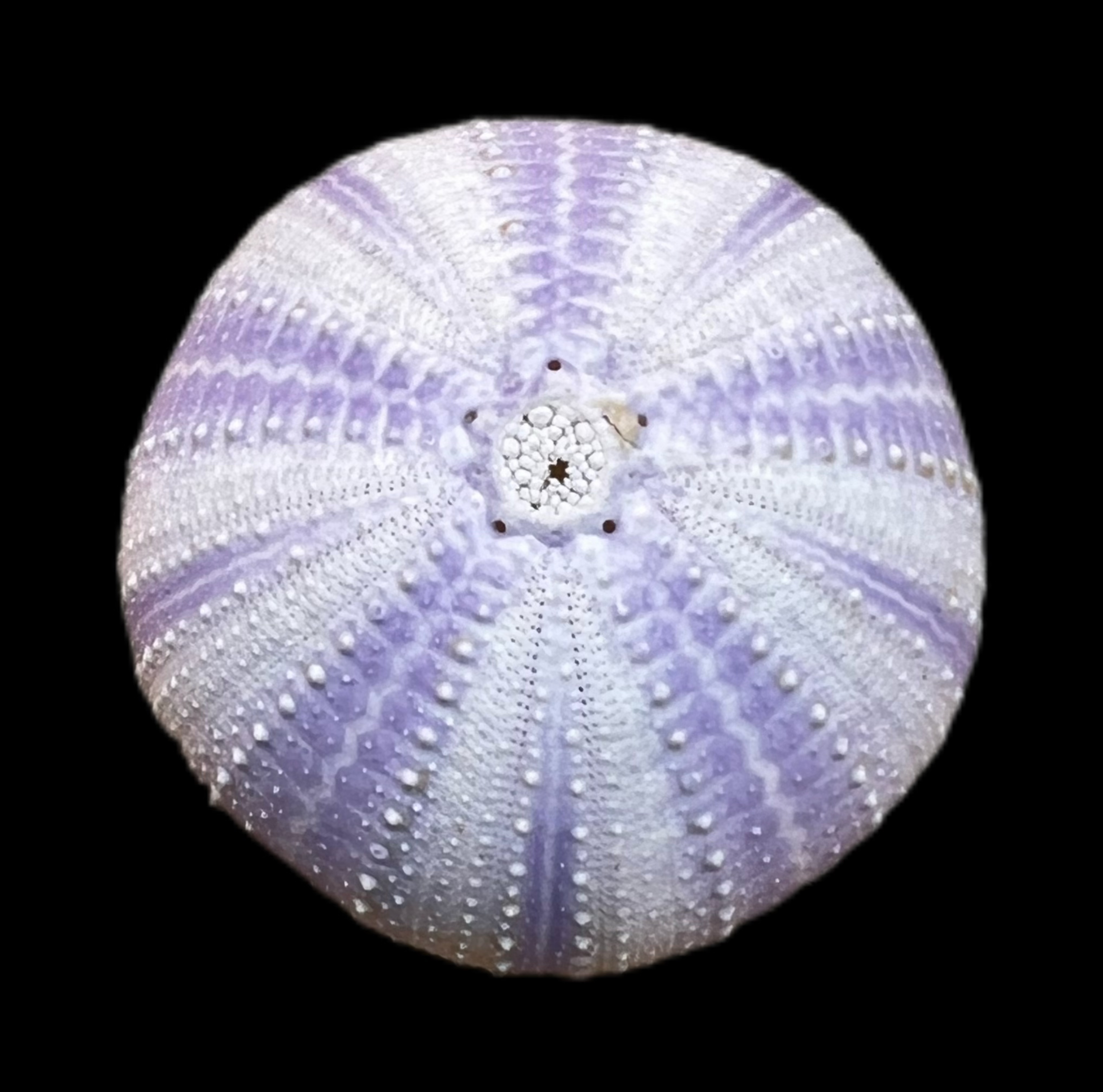 天然海胆稀有海螺贝壳紫海胆家居收藏装饰创意礼物（随机发一个）