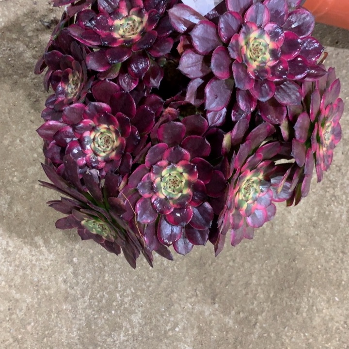 蛟**海1153红金刚多肉植物