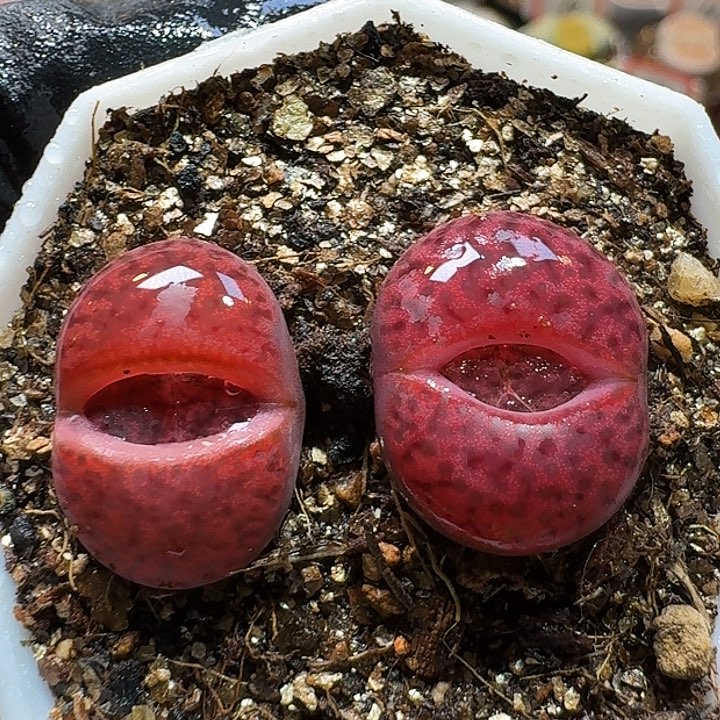 生石花233:：：。   100