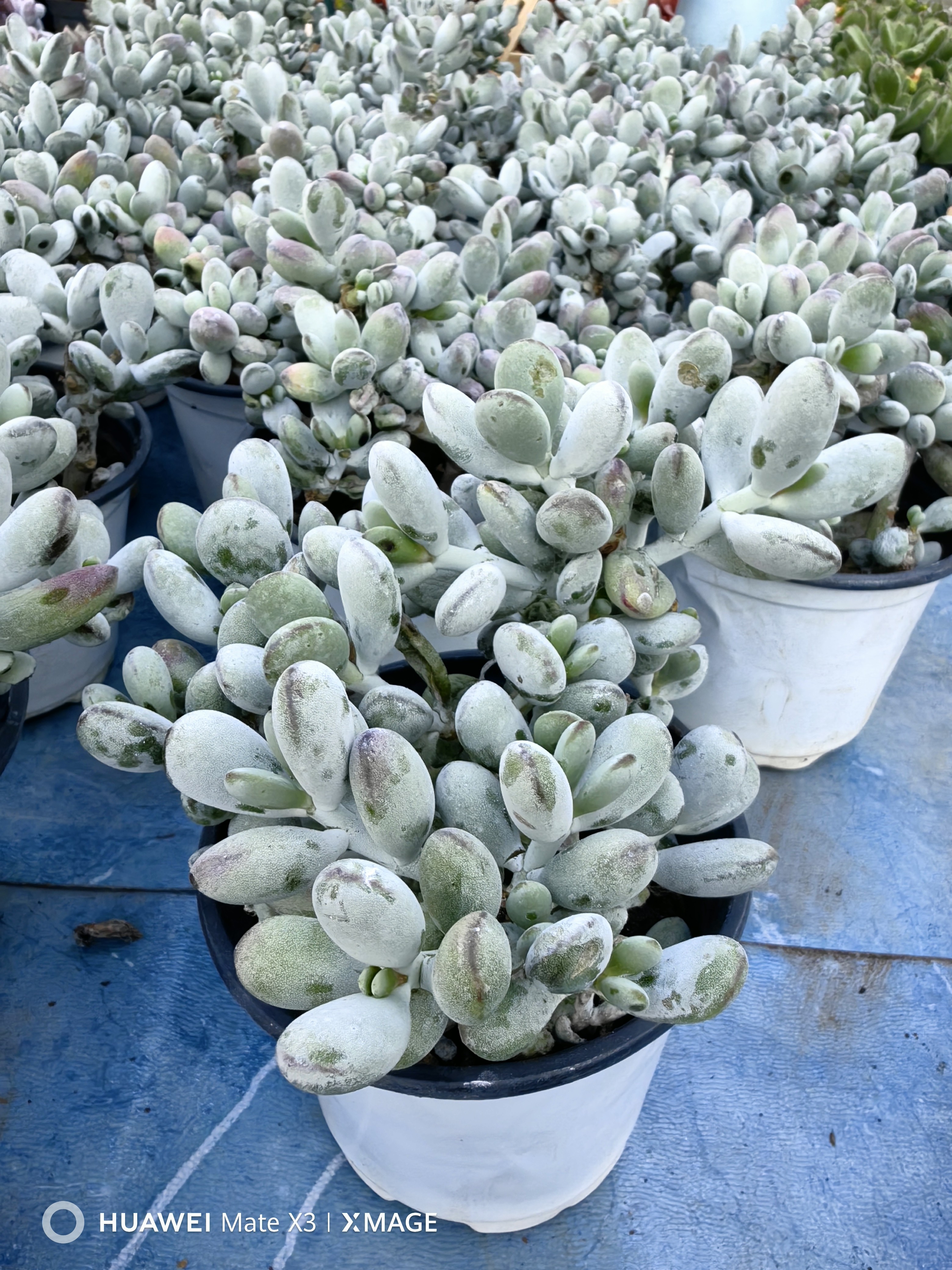 乒乓福娘多肉，全疆包邮（新疆以外地区满58包邮，零下拍保温）