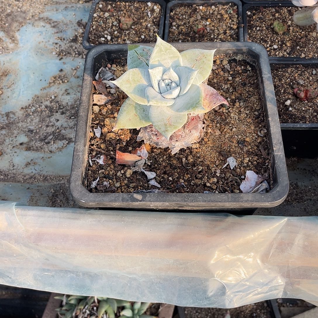 晨溪园艺仙女杯呀