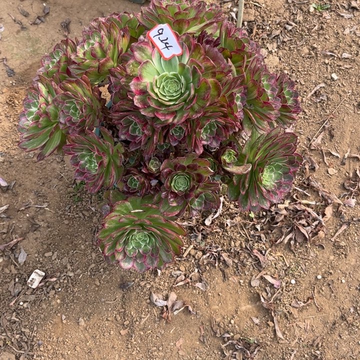 9-24莲花多肉植物