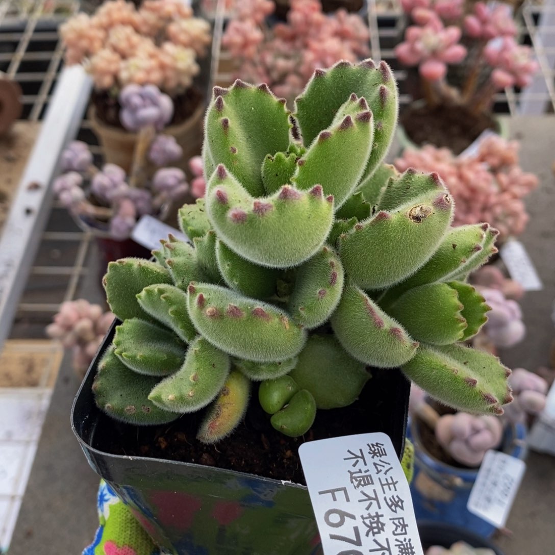 熊670/7cm多肉多肉