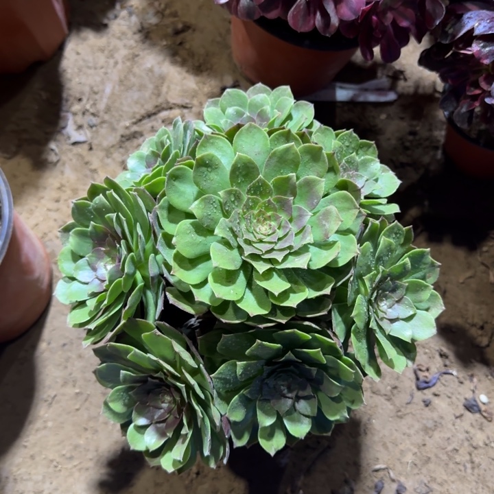 万圣节9.9 周正。   