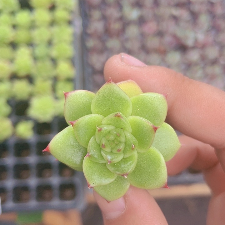 乌白精品多肉量拍