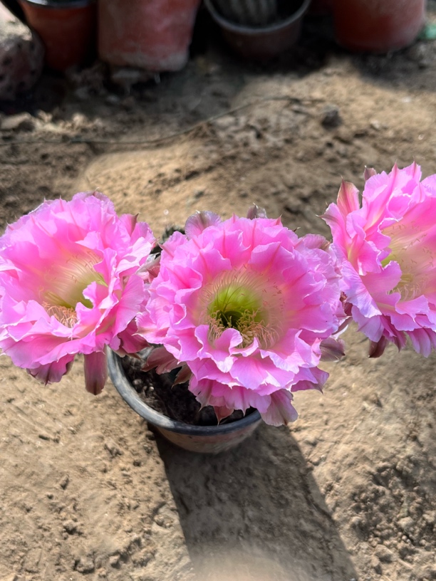 仙人球彩草 杂交金刚G474