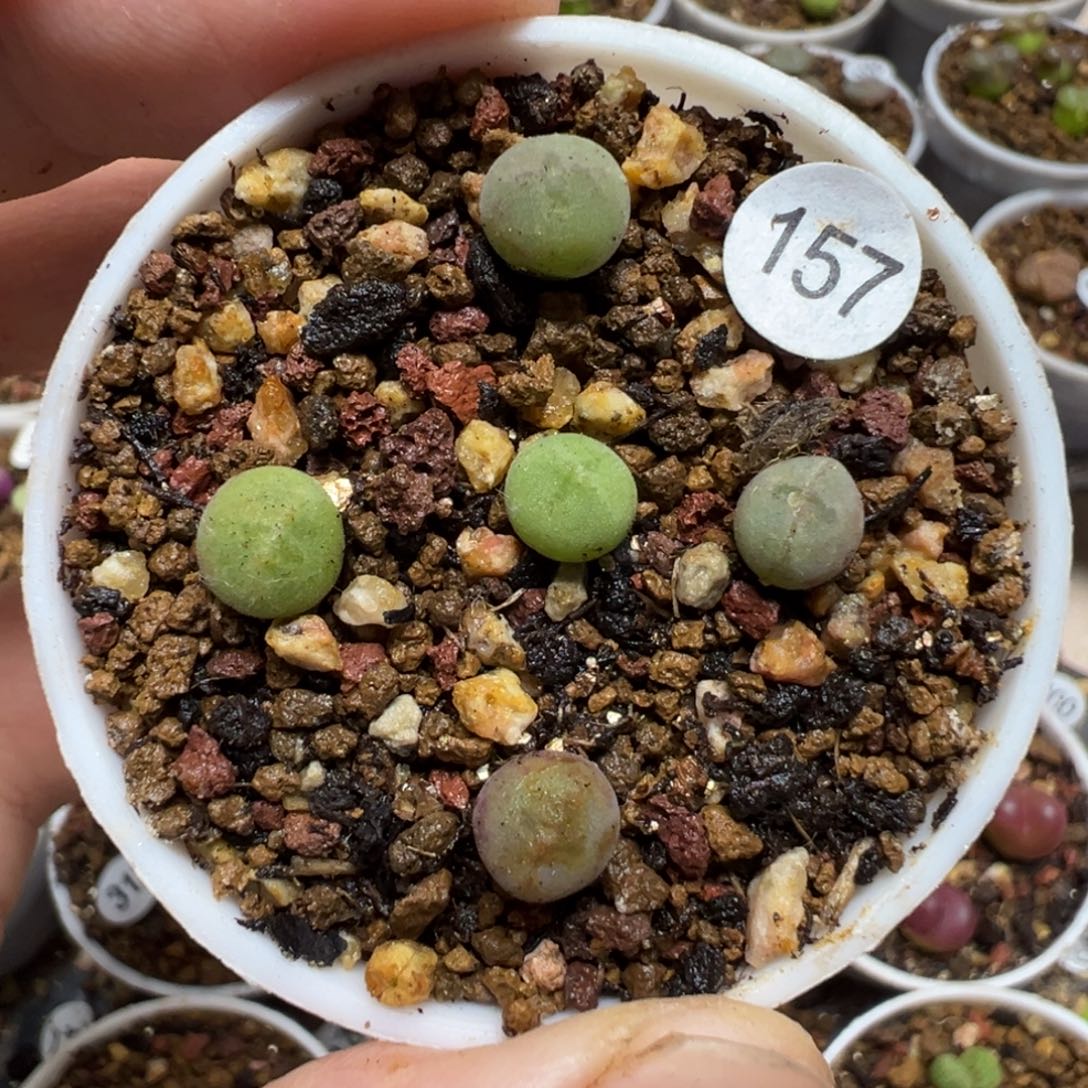 空蝉1颗脱土157000