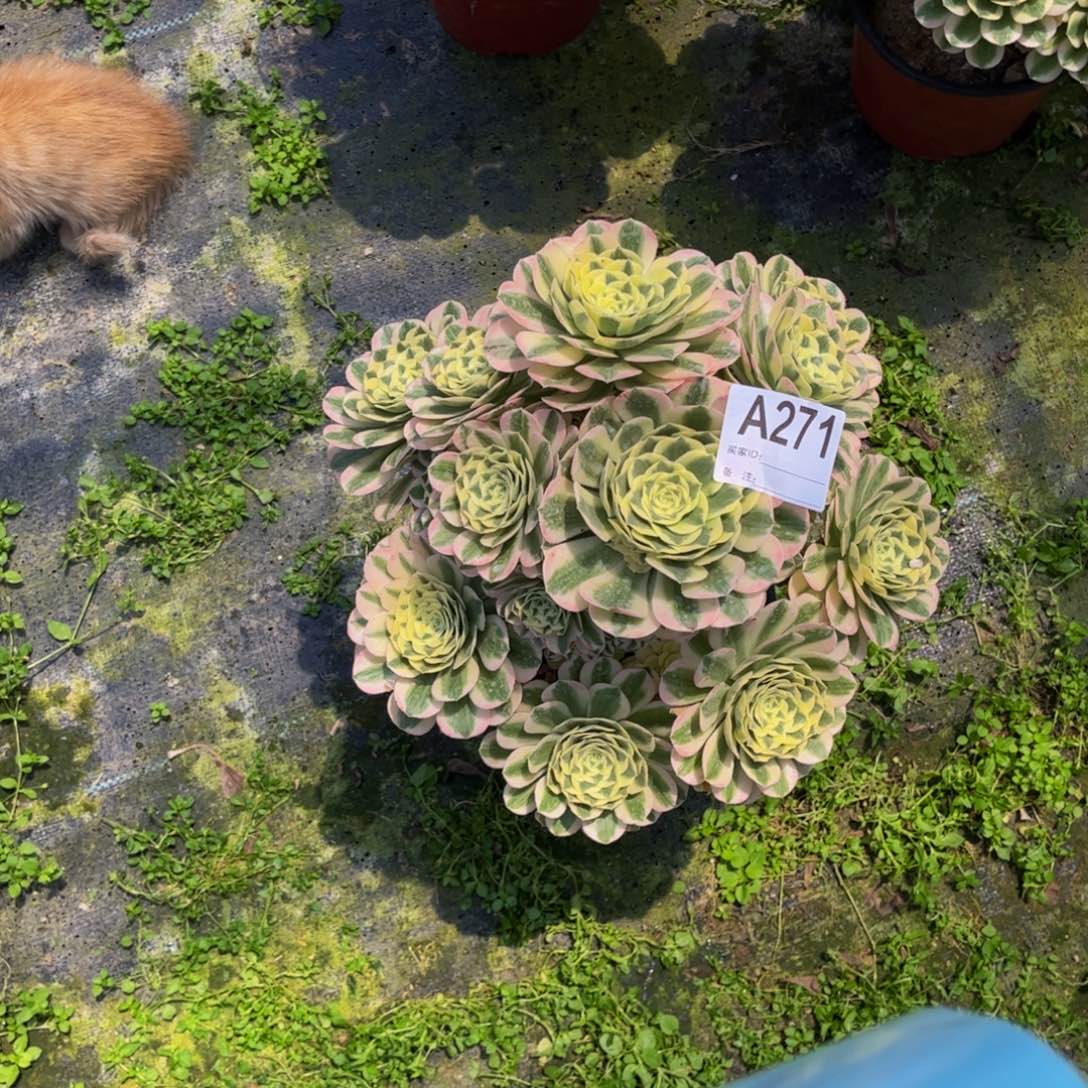 多肉迈巴赫0000000271