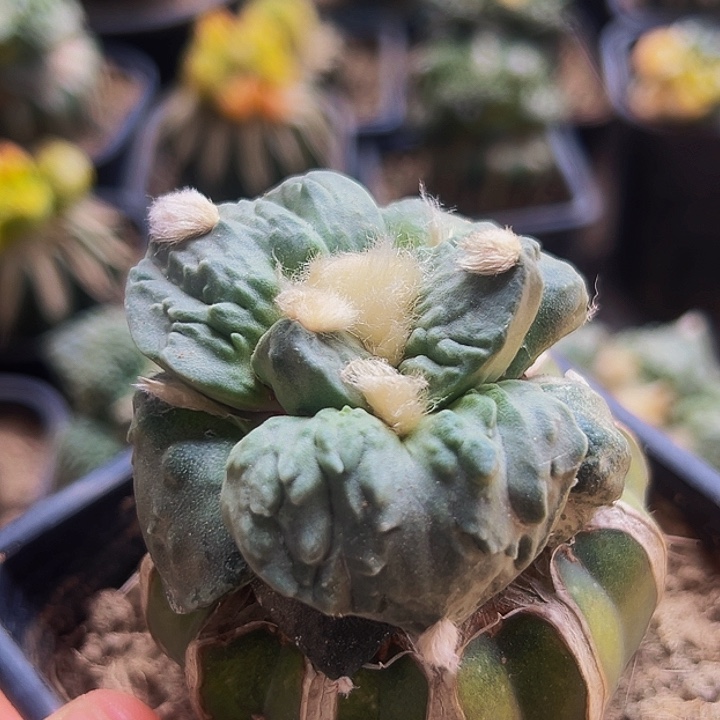 无花朵蓝白大尤丸尤怒涛牡丹546