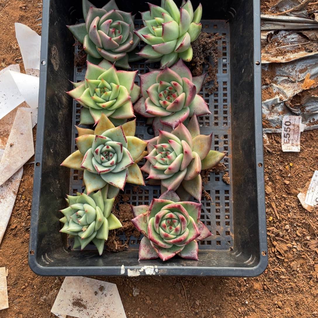 美***园无花朵若如东云筐拍B494