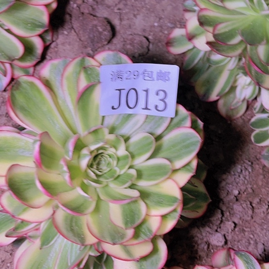 013海王多肉植物