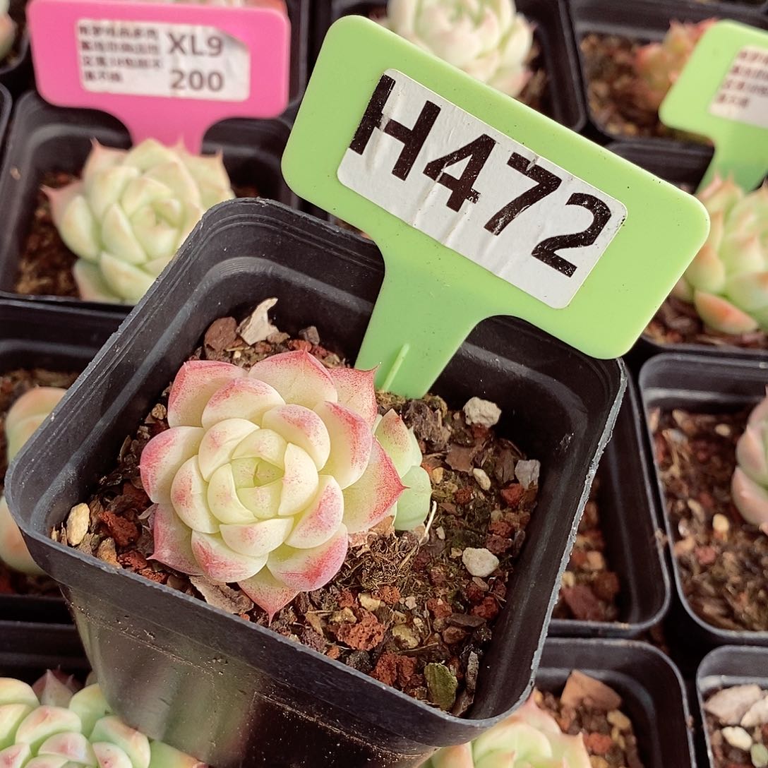 福利4-5cm多肉植物