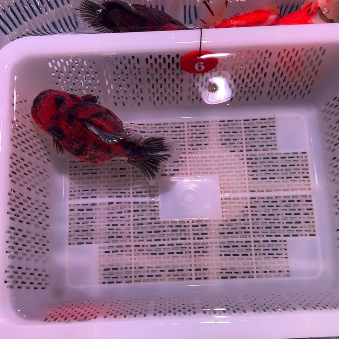 暖***玉海水鱼你好意思的不给人家面子