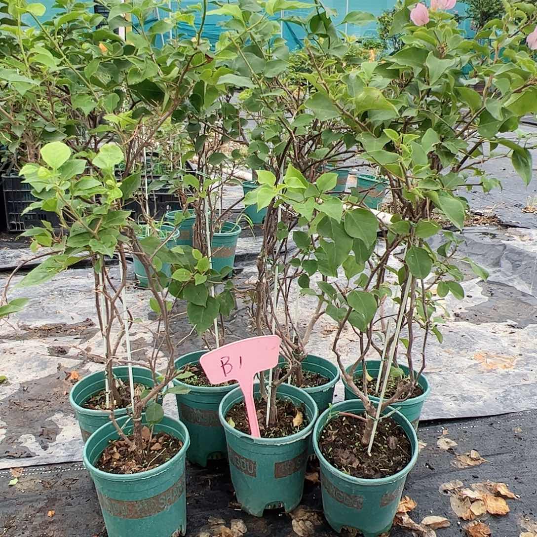 当前无花栽培后可以开花B1随机一颗