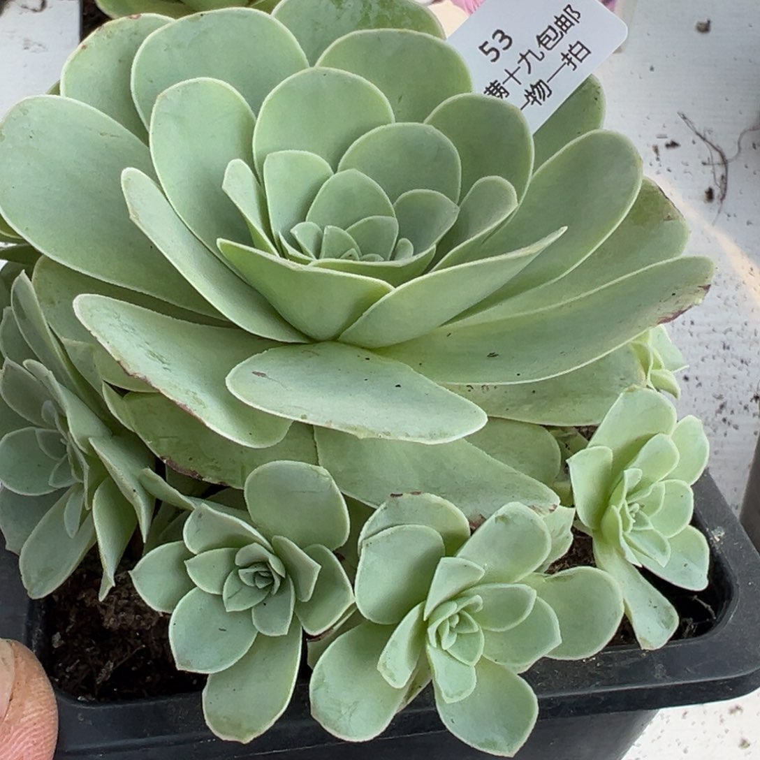 53 山地玫瑰基地带盆土