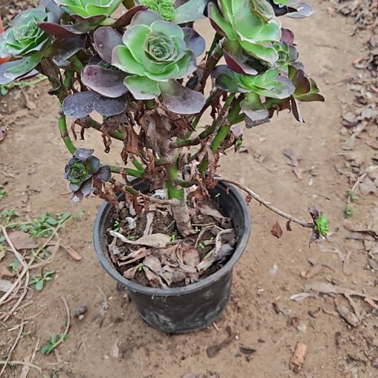 魅金玫瑰加急发货8