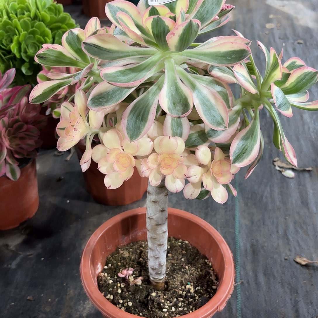 老桩颜紫金法师多肉植物677
