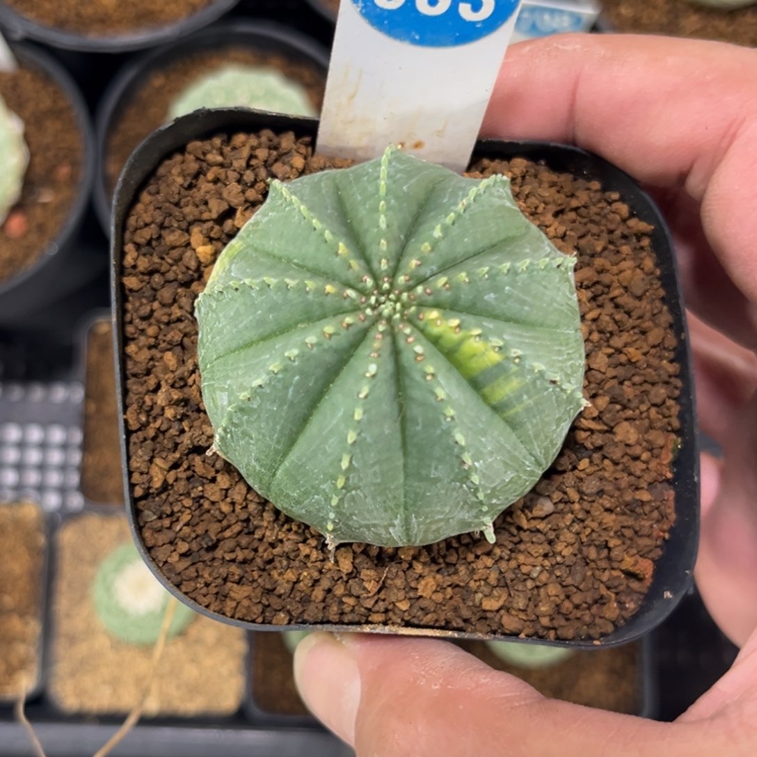 933泰版布纹球带盆带土