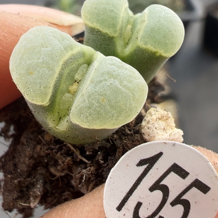 155号这颗多肉有点好看